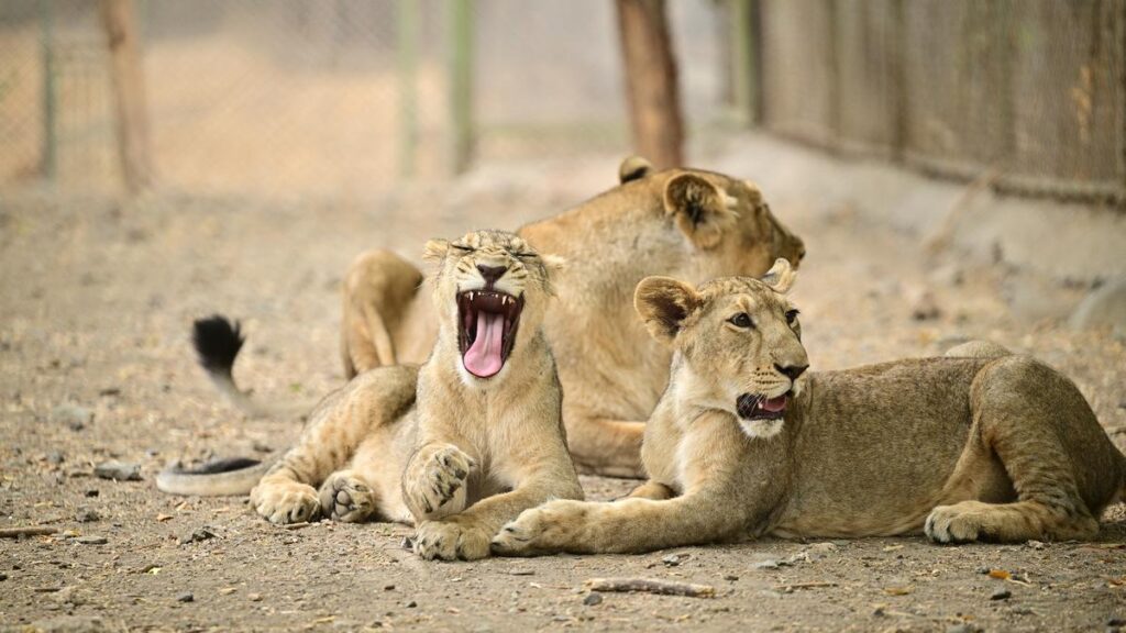 Why is a growing lion population a worry as well? | Explained