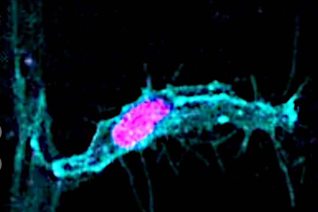 A new study challenges a widely-held notion about cell division.
