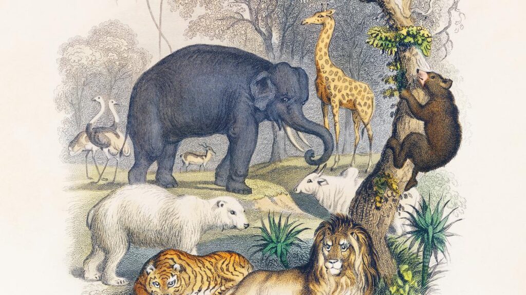 How are species named? - The Hindu