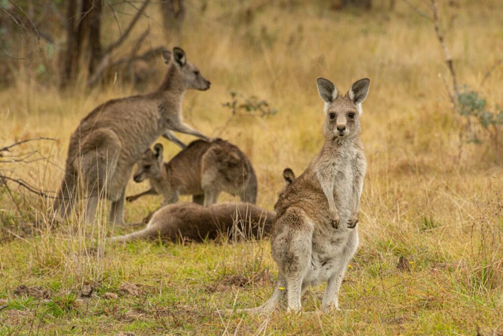 The Ultimate Australia Travel Checklist:What Most Tourists Forget