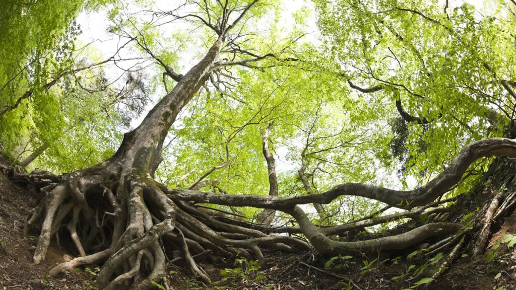 Ecology is the world’s permanent economy