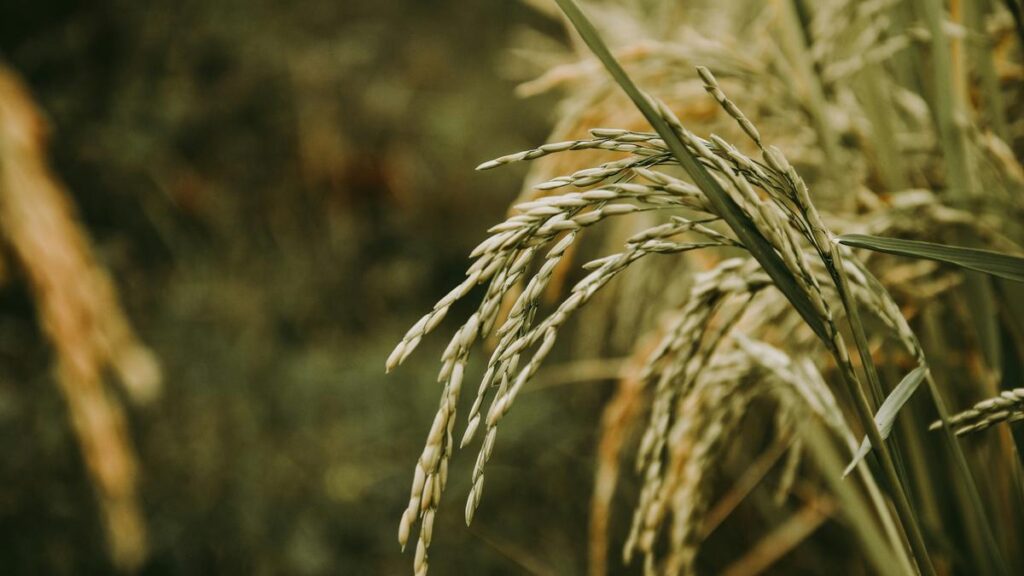 Scientists create first ‘pangenome’ of Asian rice