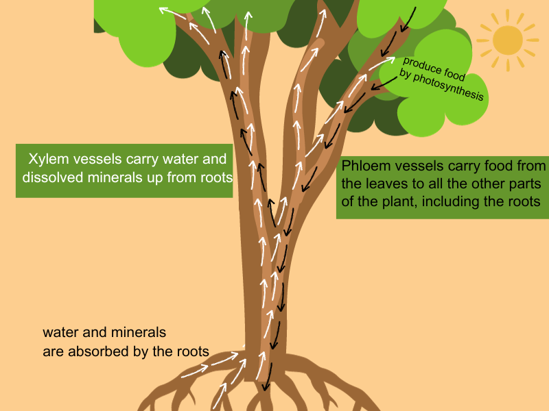 transportation in plant
