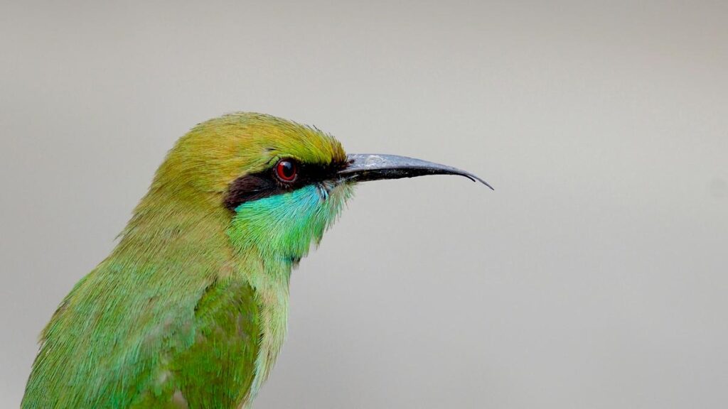 Mathematical rule found to have shaped bird beaks for 200 million years 