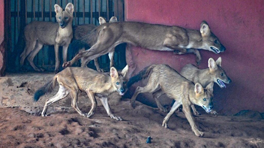 Asiatic wild dog: Reviving India’s elusive predator