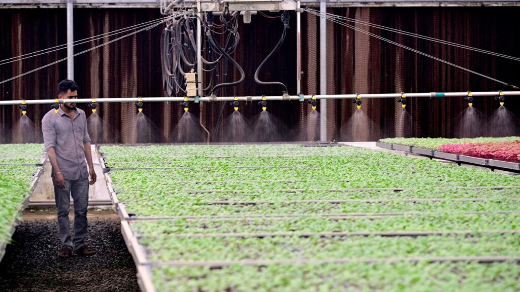 Indo-Israel Agricultural Project helping farmers take up vegetable farming through poly greenhouses in Dindigul district
