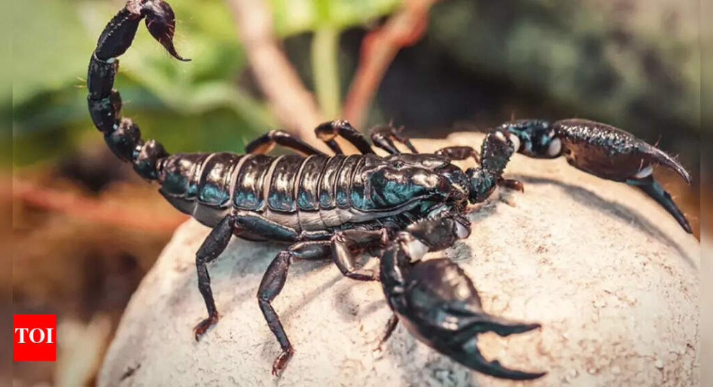 Scorpion venom offers new hope for breast cancer patients: Study |