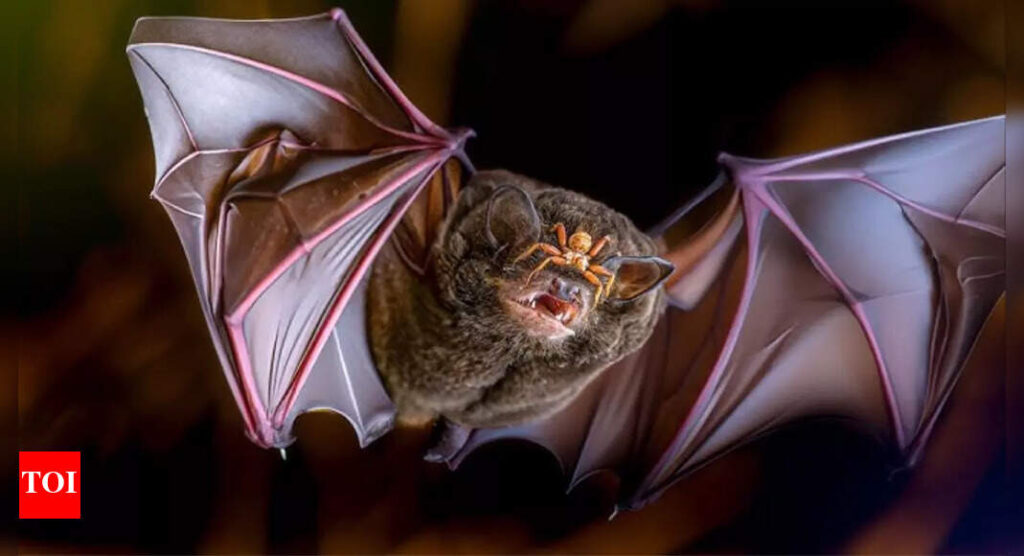 Why bats are a global concern for pandemics: A look at their role in past and emerging viruses |