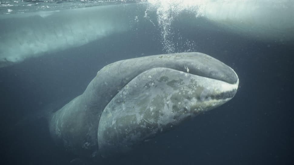 Meet Oldest Whale In The World: A 200-Year-Old Bowhead Still Swimming The Arctic Seas, Has Lived Through World Wars, Space Races And... | Science & Environment News
