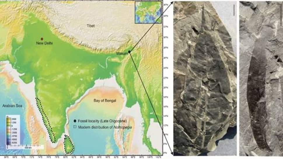 In Assam's Coalfield, A 24-Million-Year-Old Fossil Discovery Shocks...Sheds Light On Existence Of Rare... | Science & Environment News
