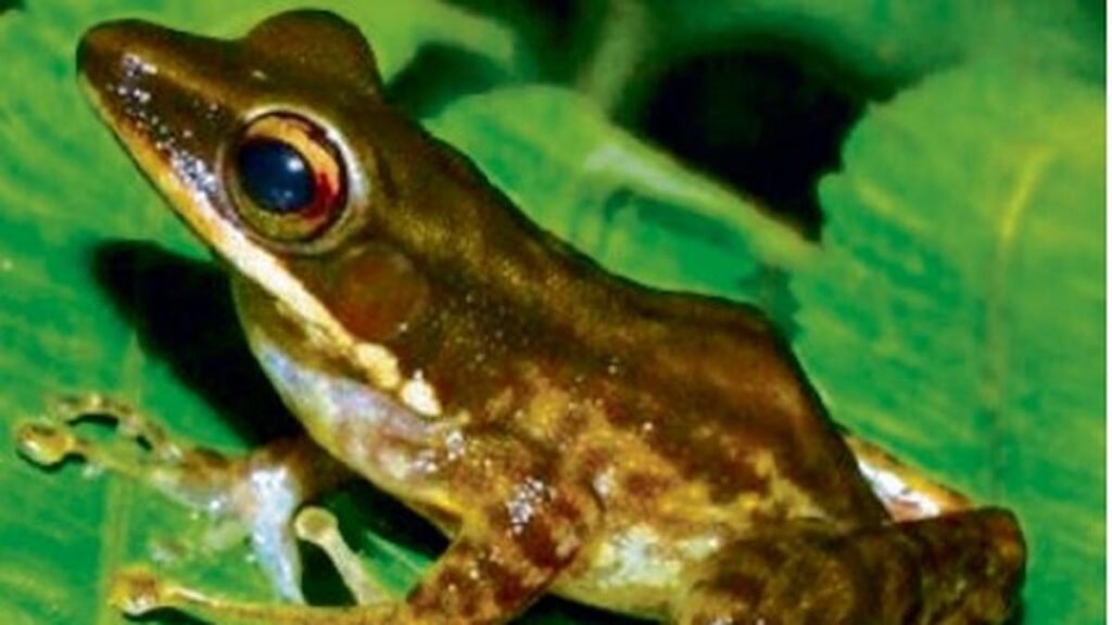 683 species added to India’s fauna, 433 taxa to its flora during 2024