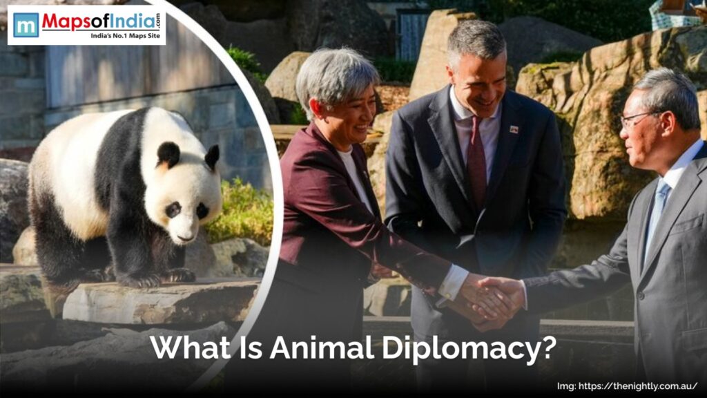 What Is Animal Diplomacy? - Animals
