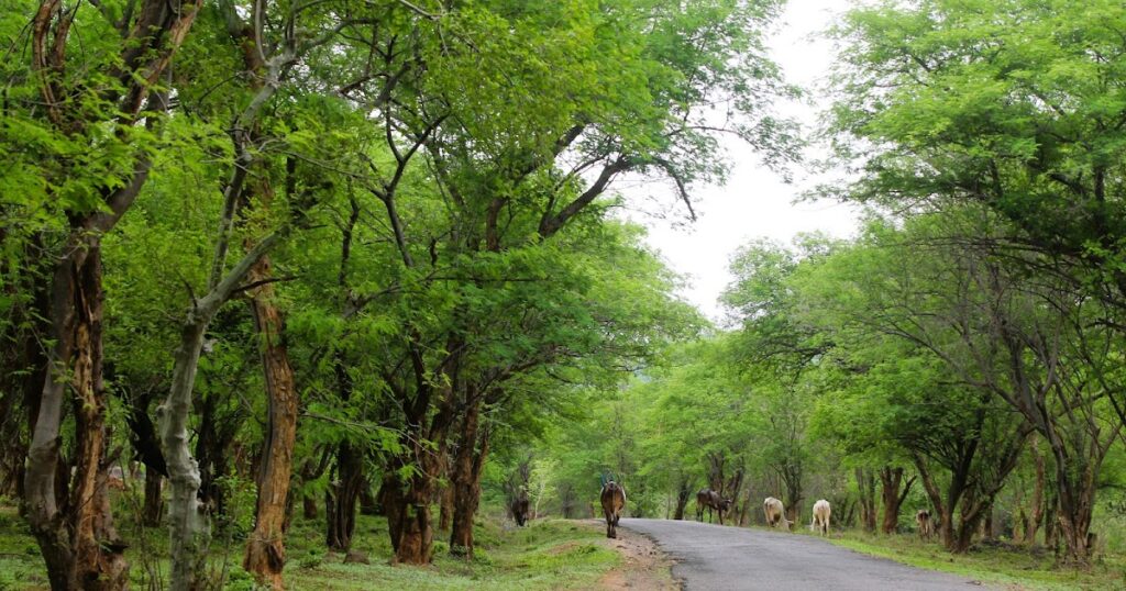 The Wild Mysteries of Gopinatham