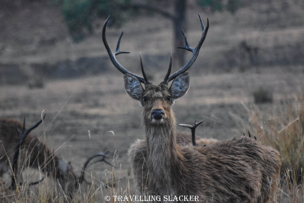 Kanha 20