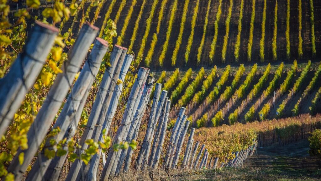 Noble rot, the alchemist of wines, is setting fungal biology abuzz