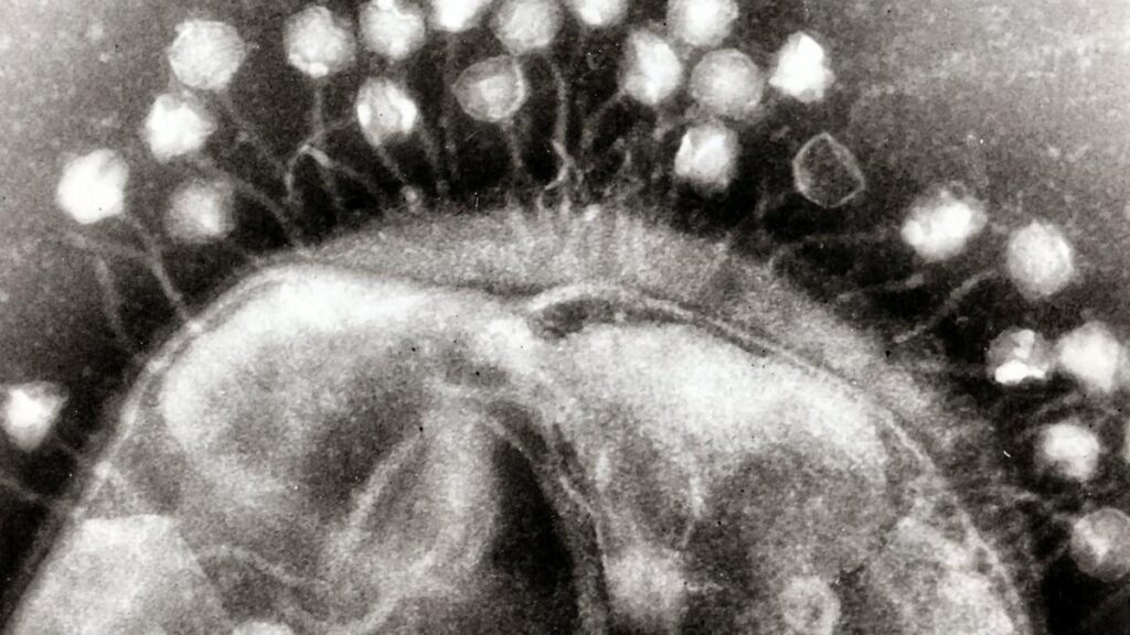Using bacteriophages to combat antimicrobial resistance