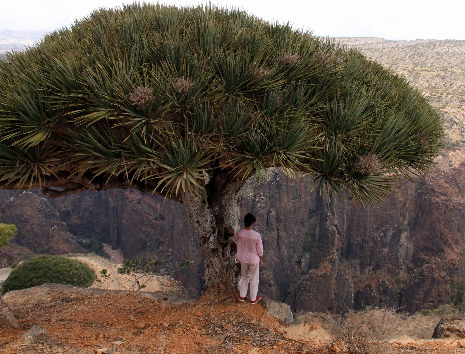 #Yemen #Socotraisland #Travelbloggerindia #Travelblog #Socotratravelblog #Socotratourism #solofemaletravelingtosocotra