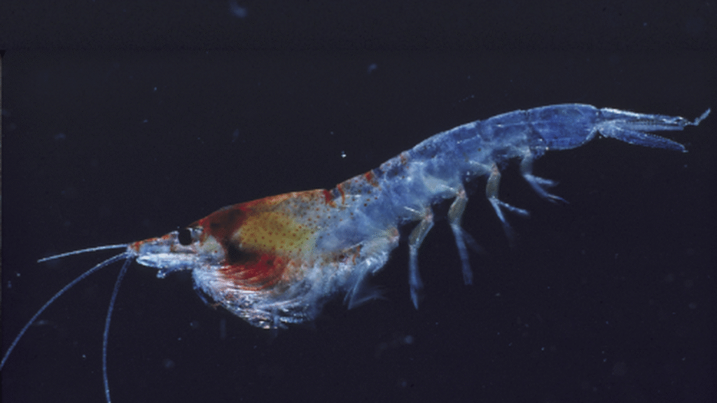 Science for all: Krill don’t have jet lag, thanks to their circadian rhythm