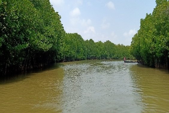 Landscape view of the Pichavaram Mangroves captured during a row boat ride