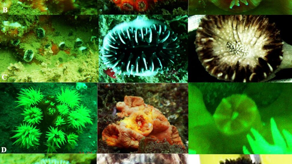 Andhra Pradesh’s coral presence along Visakhapatnam coast recognized in scientific journal