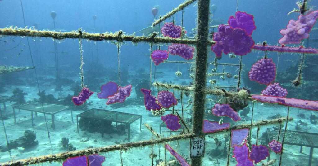 AI Tool of the Week: How UK's digiLab is building AI for the planet’s largest coral restoration project
