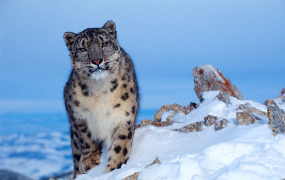 Top 9 National Parks to Spot Snow Leopards in India